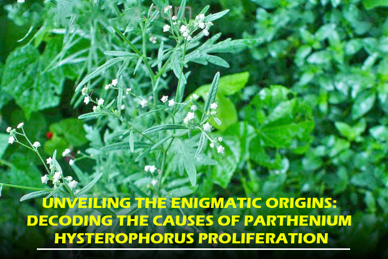Unveiling the Enigmatic Origins: Decoding the Causes of Parthenium hysterophorus Proliferation
