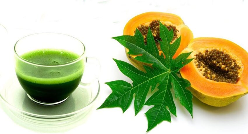 Papaya Leaves Health Benefits: 11 Uses of the Wonderful Green